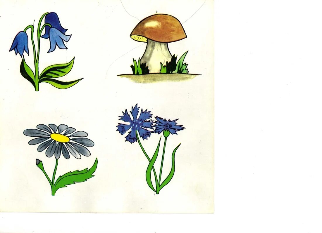 Тема цветы 4 года. Четвертый лишний растения для дошкольников. Растения для дошкольников. Лесные цветы для детей дошкольного возраста. Иллюстрации растений для детей.