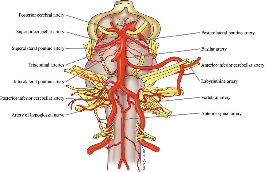 Артерия заднего сегмента. Артерия глютена супериор. vertebral artery.