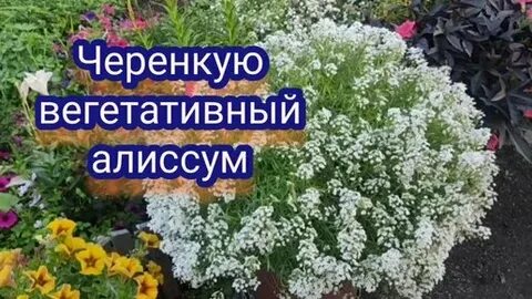 Как черенковать алиссум сноу принцесс