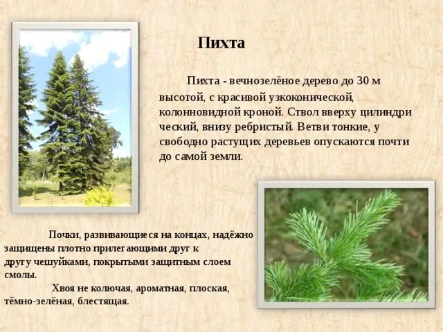 Сколько лет живет пихта. Пихта вечнозеленое. рассказ про пихту. пихта с узкоконической кроной.