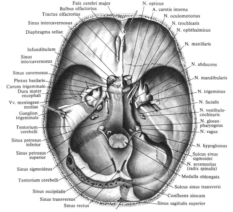12 Пар черепно мозговых нервов основание черепа. Внутреннее основание черепа Черепные. Внутреннее основание черепа с выходами нервов. Основание черепа 12 пар ЧМН. Мозговое основание черепа