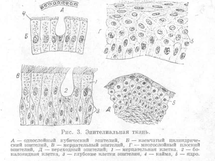 Эпителиальная ткань рисунок