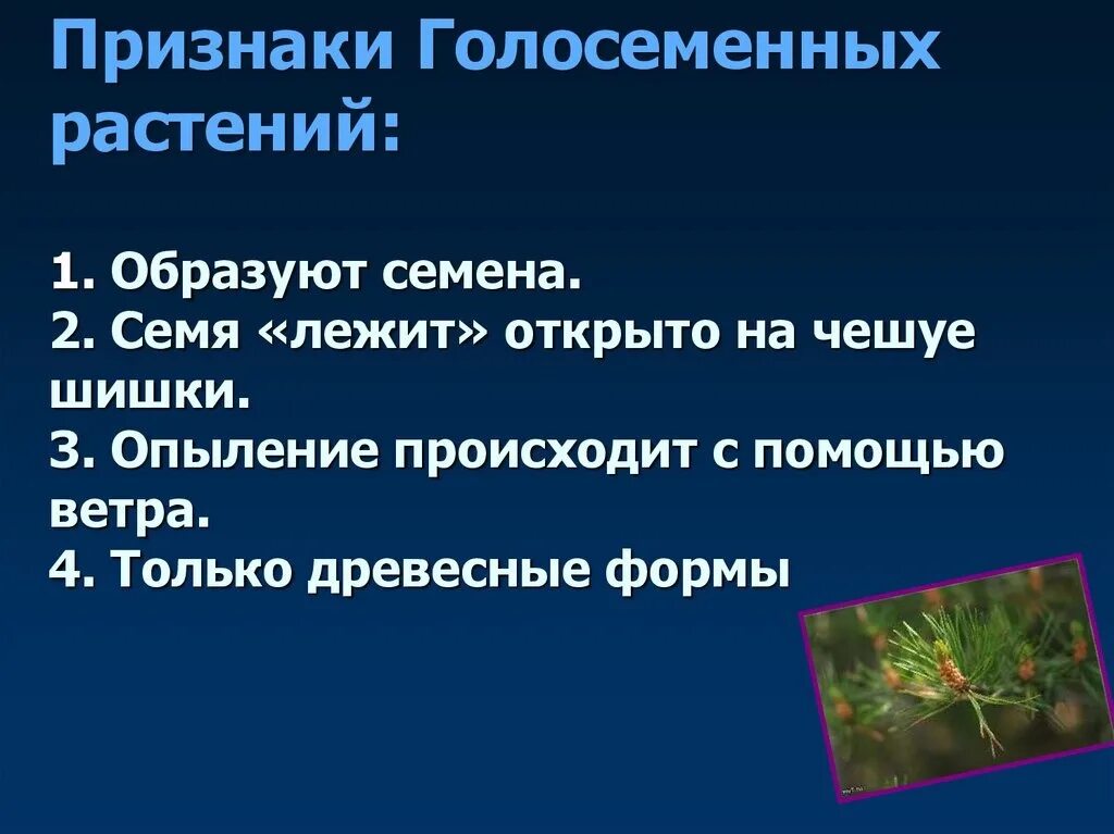 Какая среда обитания голосеменных. Перечислите основные признаки голосеменных растений. признаки отдела голосеменных. признаки голосеменных 6 класс биология. основные признаки голосеменных растений 7 класс биология.