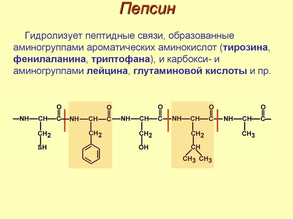 Химическое строение пепсина. Пепсин формула структура. Фенилаланин пептидная связь. Фермент пепсин структура. Расщепляет полипептиды