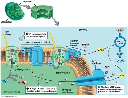 Photosynthesis