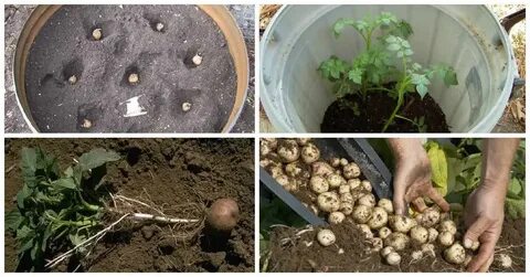 Условия выращивания картофеля