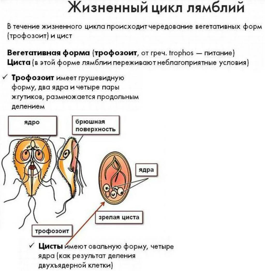 Лямблия циста строение. Жизненные формы лямблий. Жизненный цикл лямблии схема. Lamblia intestinalis циста строение.