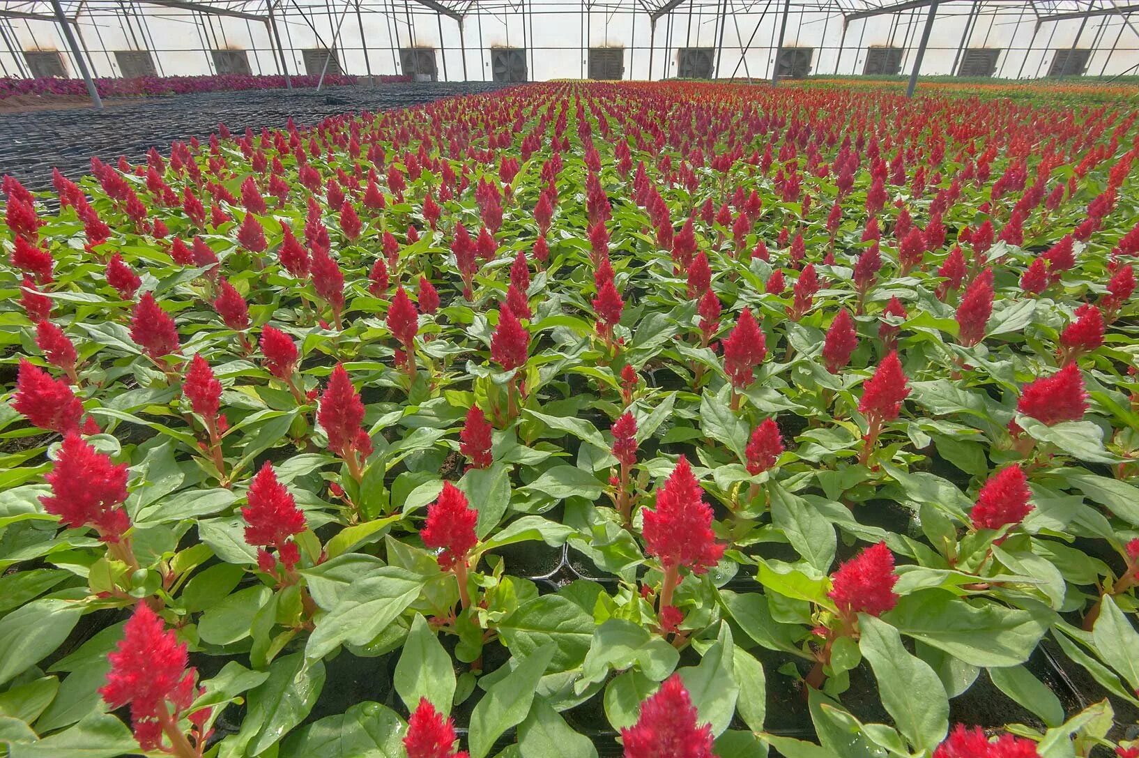 Амарант на рассаду. Пикировать амарант. Амарант хвостатый красный. Амарант малиновые бусы через рассаду. Амарант early splendor.