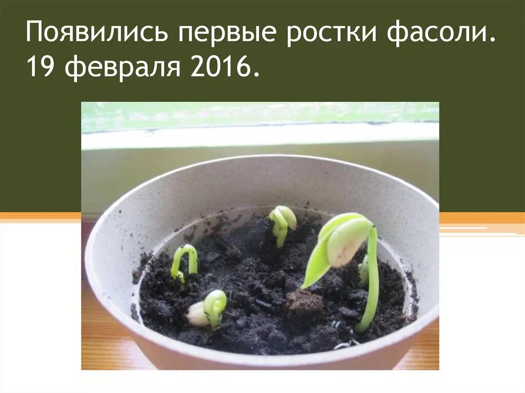 Прорастание семян в домашних условиях. Выращенная фасоль. Прорастание фасоли. Прорастание семян в почве. Опыт прорастание фасоли.