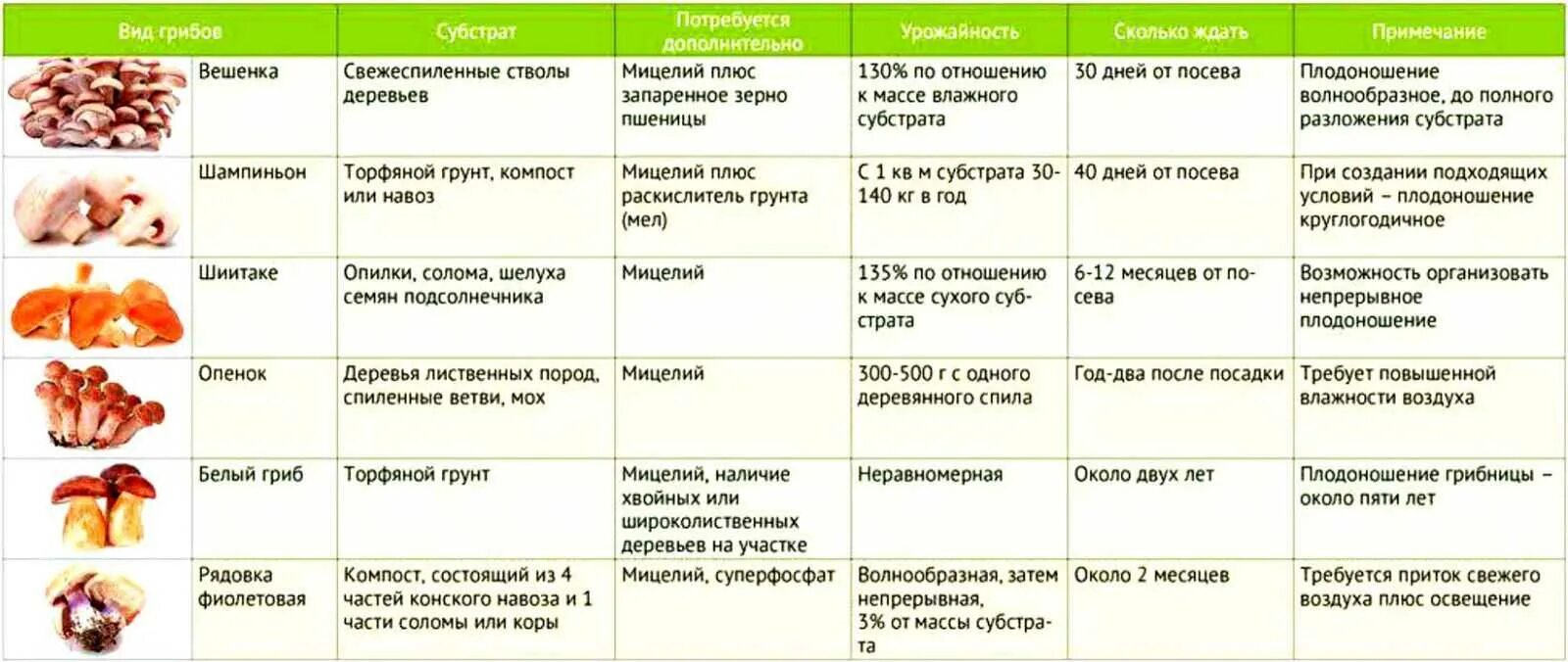 Условия развития грибов. Грибы условия выращивания таблица 7. Технология выращивания шампиньонов таблица. Культивируемые грибы и условия выращивания. Культивированные грибы и их условия выращивания.