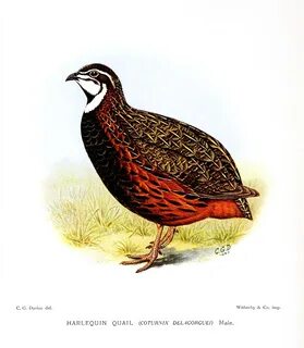 Рисунок капалухи