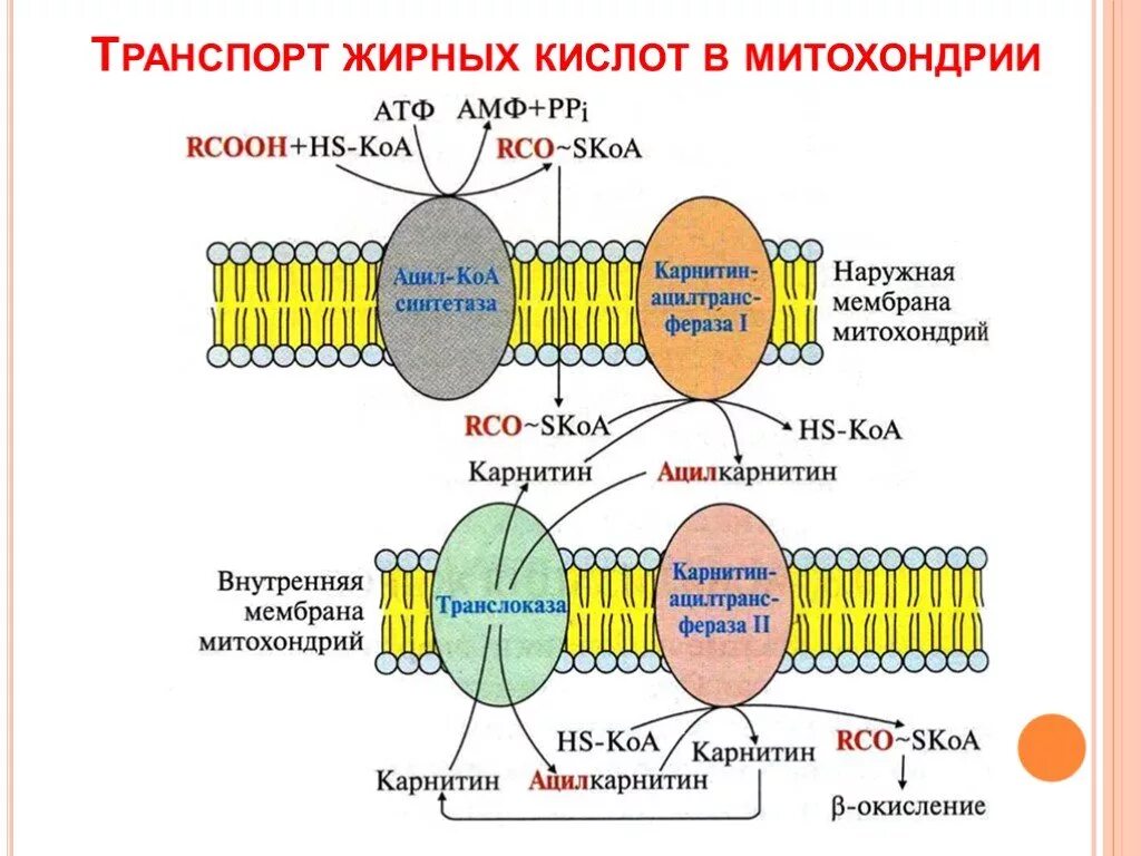 Синтез липидов мембраны. Перенос длинноцепочечных жирных кислот через мембраны митохондрий. Транспорт длинноцепочечных жирных кислот в Матрикс митохондрий. Перенос жирных кислот через мембраны митохондрий. Транспорт жирных кислот через мембраны митохондрий.