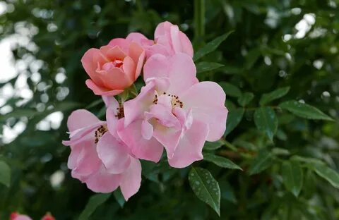 Open rose