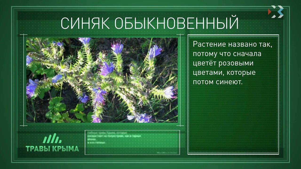 Растения произрастающие в крыму. Крымские лекарственные травы. Лекарственные травы крыма. Полезные растения крыма. Крымов лекарственные травы.