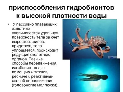Поверхностные организмы