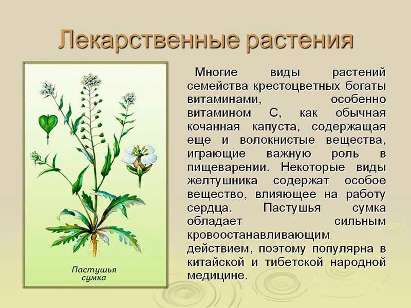 1 вид растения. Лекарственные крестоцветные. Крестоцветные растения травы. Лекарственные культуры крестоцветных. Целебные травы крестоцветные.