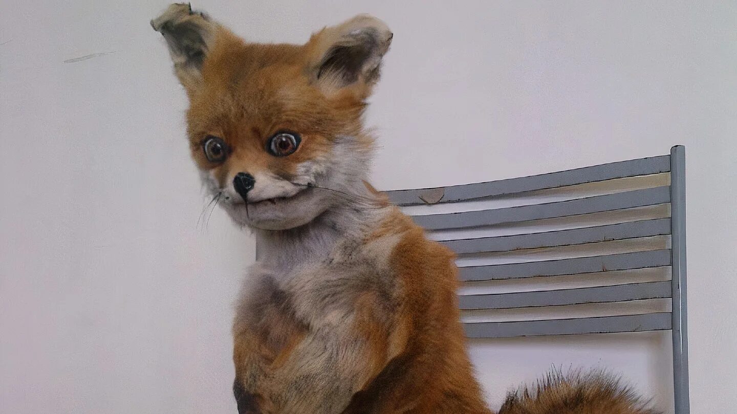 Упоротая лиса. Мем лиса на стуле. Фокс упоротый. Лиса мем. Лиса на стуле.