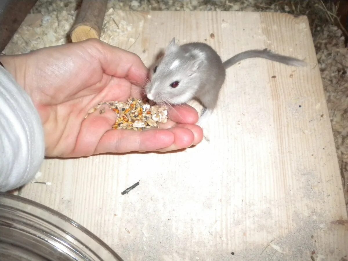 Что можно есть мышам