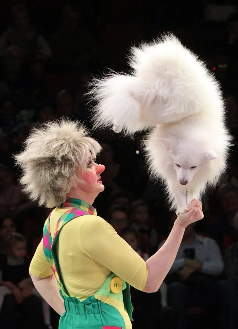 Цирковой пудель. Выступают собаки. Собака выступает. Выступает перед животными. Выступают собаки.