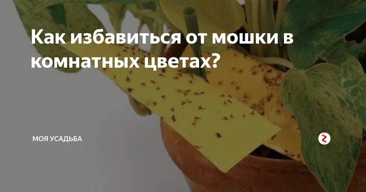 Средство от мошек для комнатных растений. Мошки на комнатных растениях. Мошки в цветочных горшках. Мошки в домашних цветах.