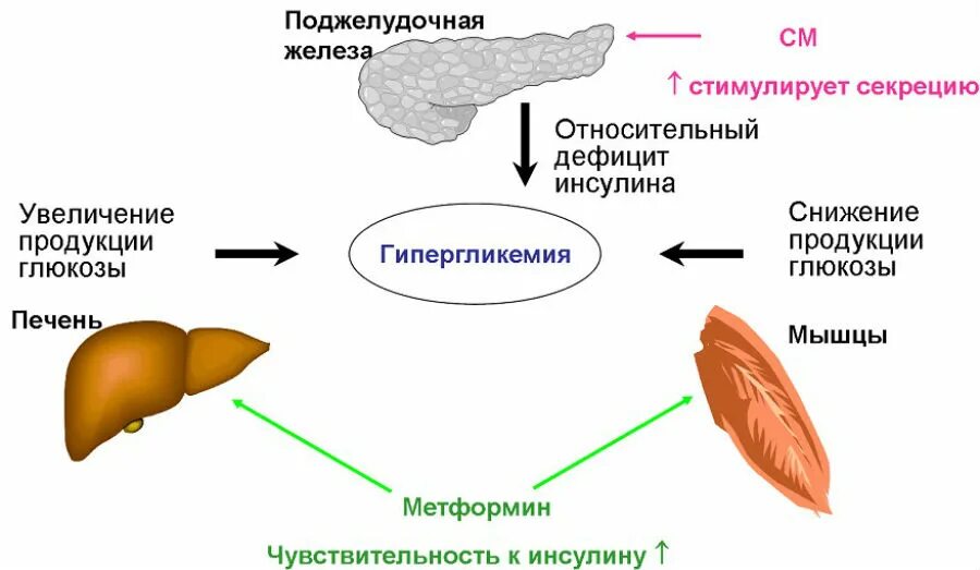 Метформин механизм действия. Механизм действия метформина. Схема действия метформина. Метформин влияние на печень. Влияние печени на поджелудочную