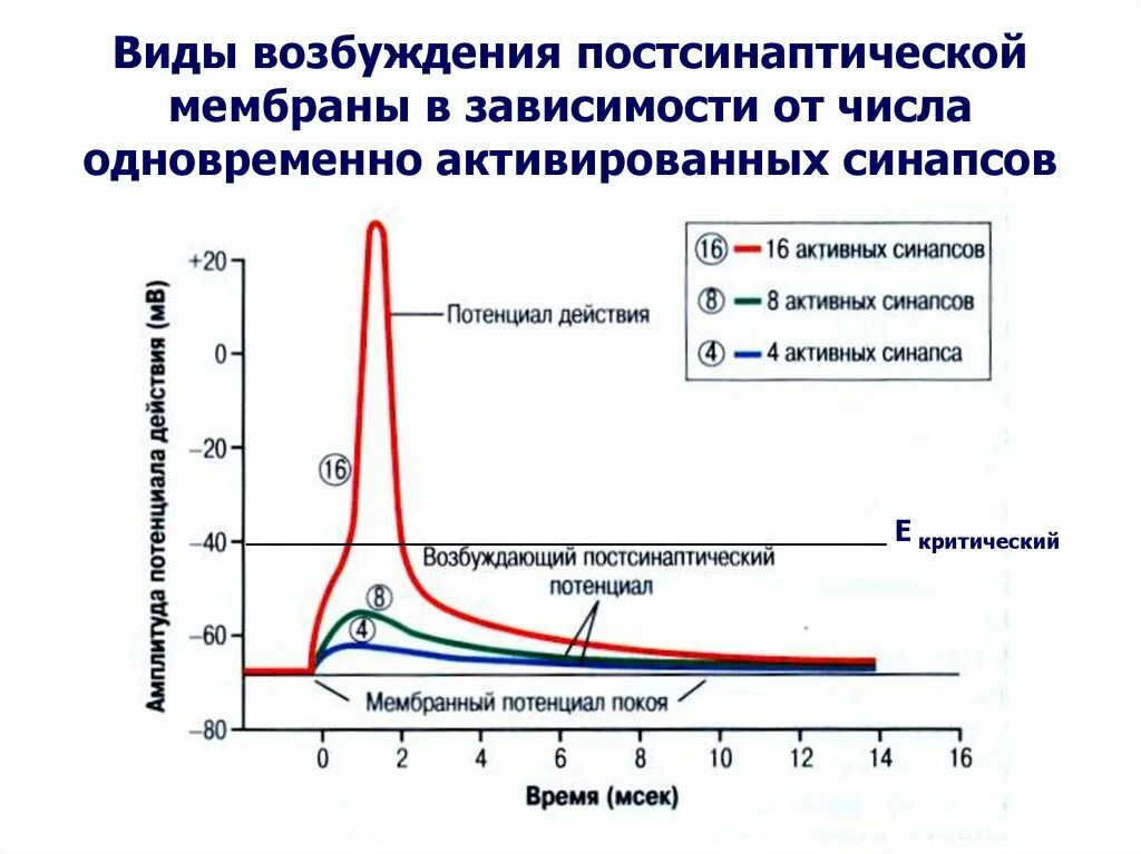 График изменения МП постсинаптической мембраны. График потенциала действия нервного волокна. График изменения возбудимости мембраны. График изменения мембранного потенциала.