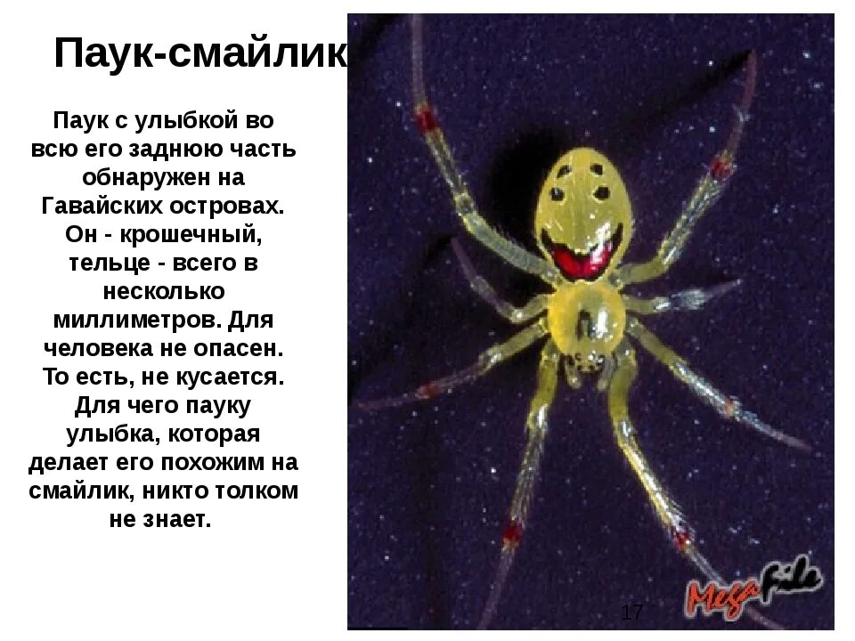 Интересные факты о классе паукообразных. Интересные факты о пауках. сообщение о пауке. улыбающийся паук интересные факты. доклад о пауках.