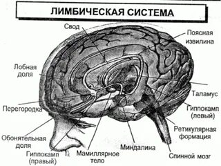 Исполнительная система мозга