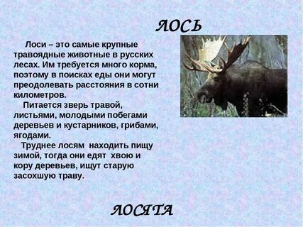 Лось описание по плану