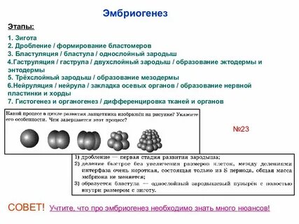 Установите соответствие между стадиями эмбриогенеза