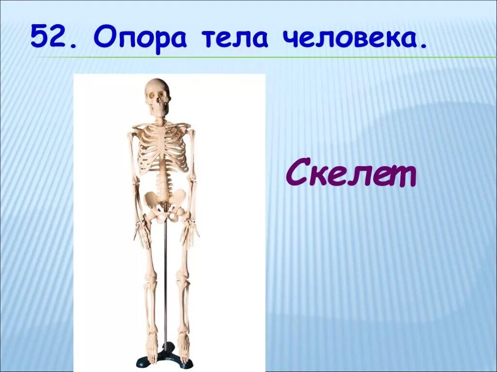 Скелет опора человека. Опора тела. Опора тела организмов. Сообщение скелет опора организма.
