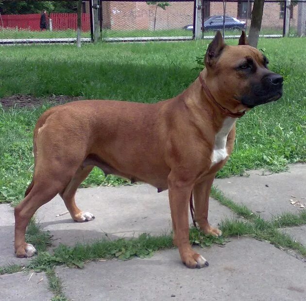 Шелти черная. Удмуртия овчарки немецкий вязка село дебесы. Adelestaff absolute faiter фото. Ch ua. Ch ua.