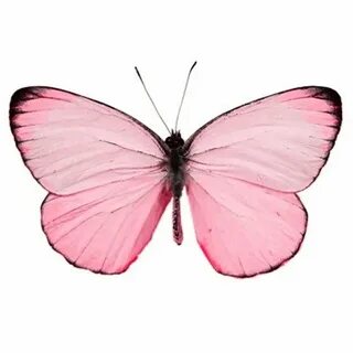 Papillon rose