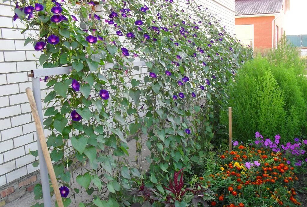 Вьюн ипомея. Какую ипомею можно выращивать. Какую ипомею можно выращивать. Клематисы лианы. Вьюн ипомея.