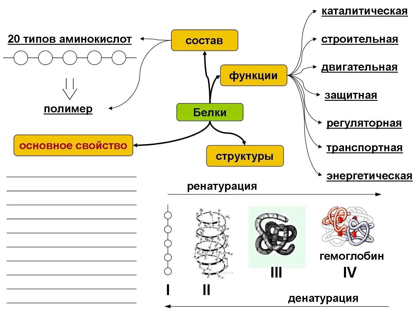 Задачи на белок биология. Схема белков биология 9 класс. Строение белка химия схема. Конспект белков по биологии 10 класс. Ментальная карта строение белков.