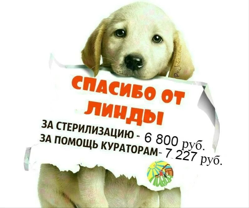 Помощь животным оренбург