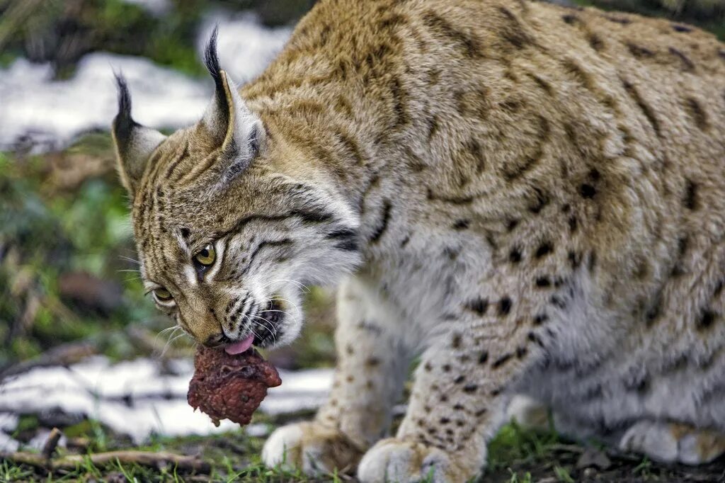 Мясо рыси. Обыкновенная Рысь Хантер Классик. Iberian Lynx. Lynx Marsel. Мясо рыси съедобно или нет.