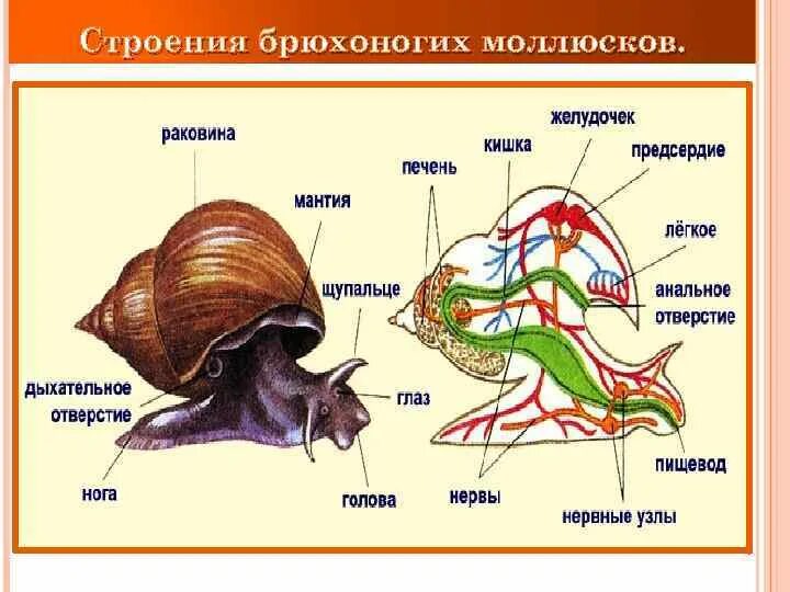 Чем дышат брюхоногие моллюски