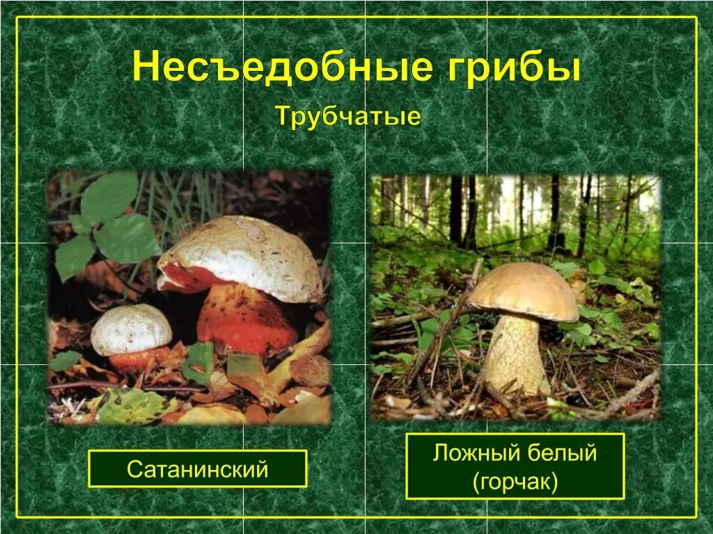 Грибы примеры. Трубчатые грибы съедобные и несъедобные. трубчатые ядовитые грибы названия. несъедобные шляпочные грибы. съедобные и несъедобные грибы пластинчатые и трубчатые.