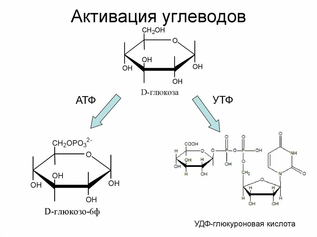 Активация глюкозы с затратой атф. Синтез глюкуроновой кислоты из Глюкозы. Формула УДФ глюкуроновой кислоты. УДФ глюкуроновая кислота формула. УДФ глюкуроновая кислота Синтез.