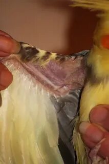 Корелла выщипывает перья