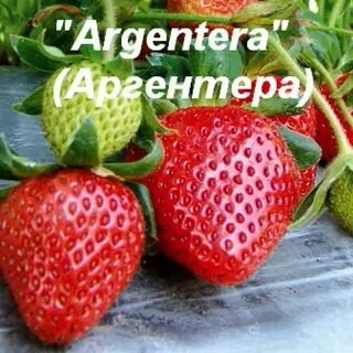 Клубника аргентера отзывы
