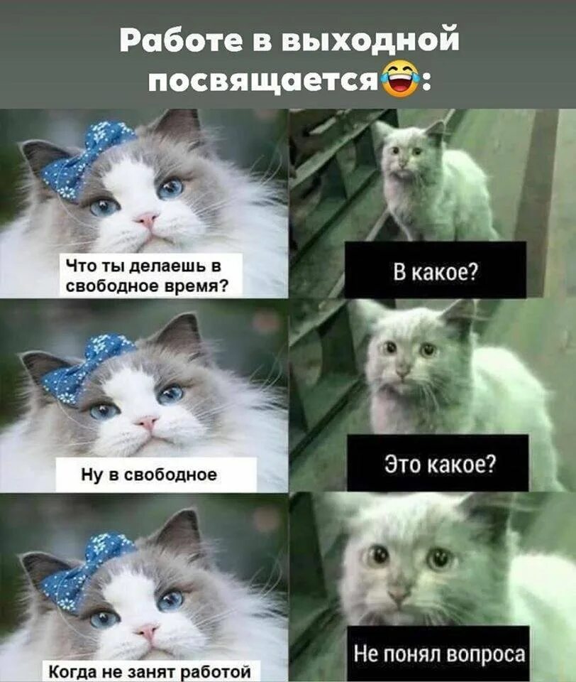 Когда будет. Мемы про свободное время. Мем коты свободное время. Кот что ты делаешь в свободное время. Кот на заводе Мем.