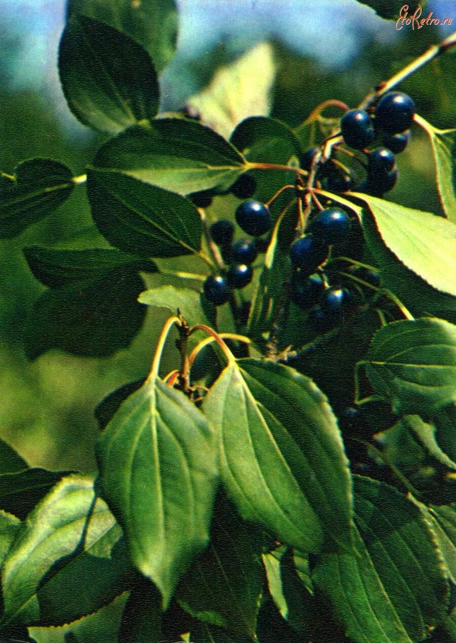 Жостер слабительный (Rhamnus cathartica). Крушина слабительная (Rhamnus cathartica). Жостер слабительный Крушина. Жостер слабительный (Rhamnus cathartica) дерево.