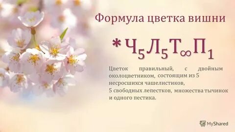 Класс яблони биология