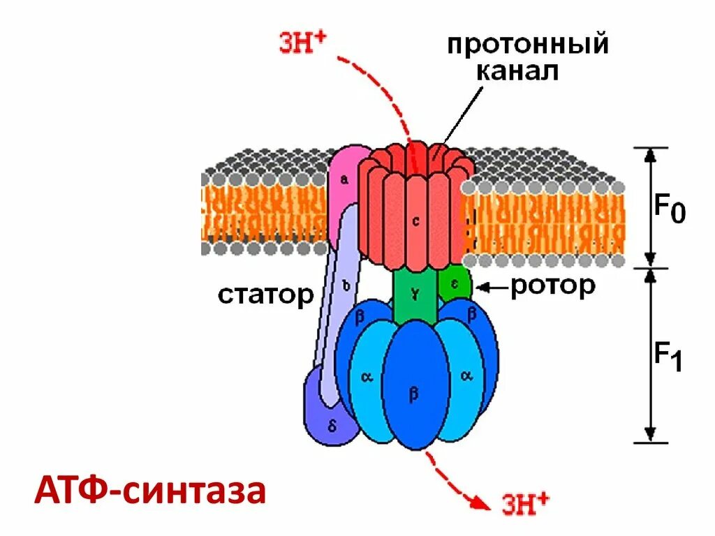 Строение атф синтазы. Структурно-функциональная организация АТФ-синтазы. Строение протонной АТФ синтетазы схема. Строение АТФ синтазного комплекса. АТФ синтаза строение.