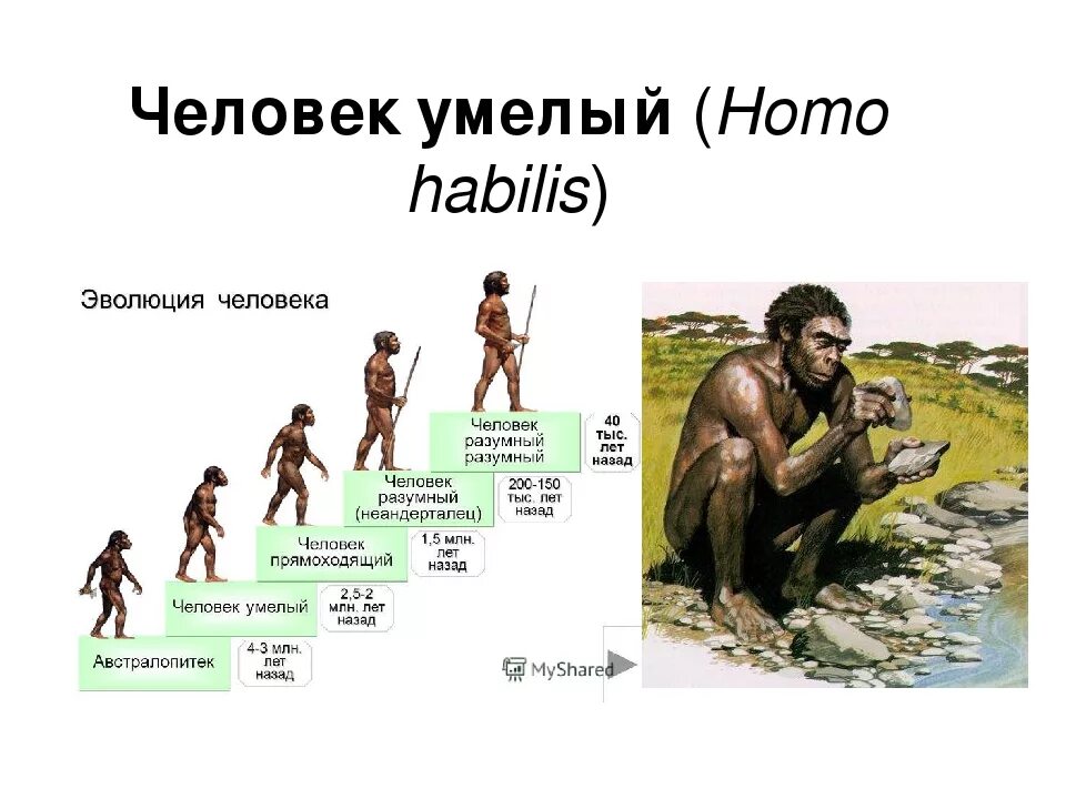 Человек прямоходящий относится к. Эволюция человека хомосапиенс. Австралопитек человек умелый человек прямоходящий неандерталец. Хомо сапиенс австралопитек Эволюция. Человек умелый прямоходящий разумный таблица.