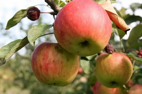 Лучшие зимние сорта яблонь для средней полосы