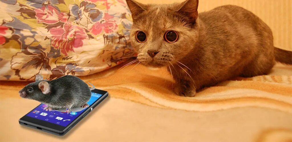 Мышка для кота на экране. Мышь для кота на экране со звуком. Мышка для кошки на экране со звуком. Мышь на мониторе для кота. Мышь со звуком для кошек