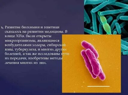 Сибирская холера